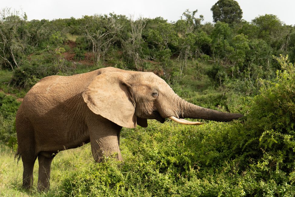 Addo-Elephant-Nationalpark & Port Elizabeth