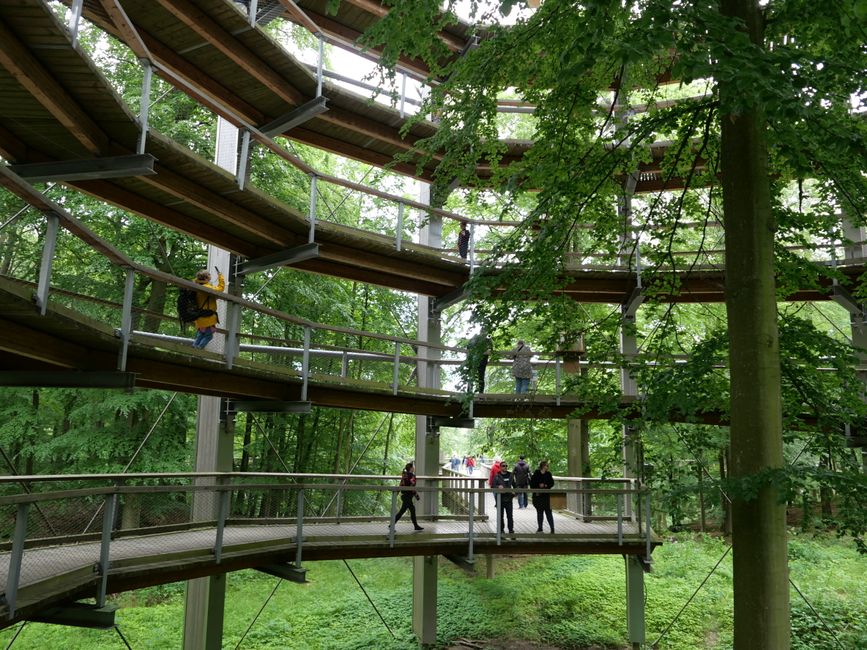 2022 - Juni - Binz für Wandervögel - Teil 2 - Naturerbe Zentrum Rügen mit Baumkronenpfad