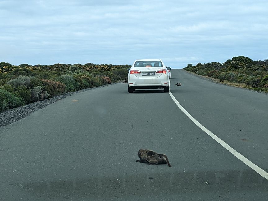 Cape Point Route 165 km