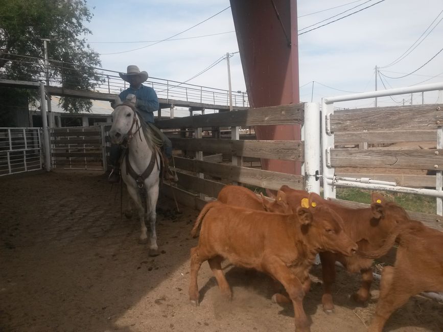 The Palo Duro Canyon & a Non-Livestock Auction