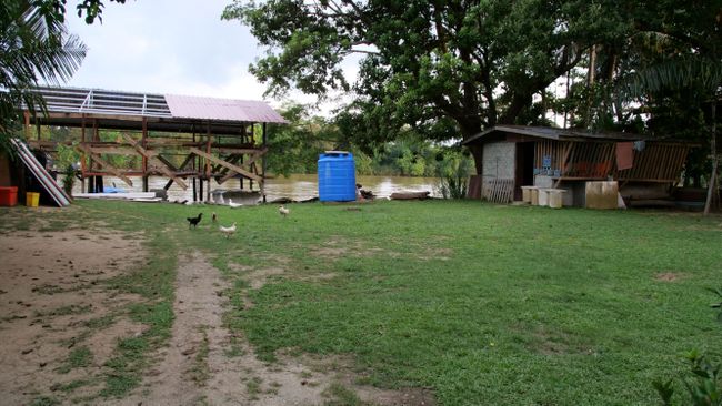 Sukau River Homestay