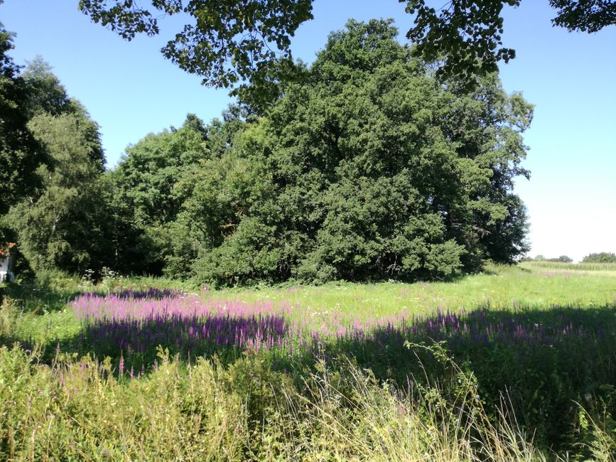 Meadows and forests