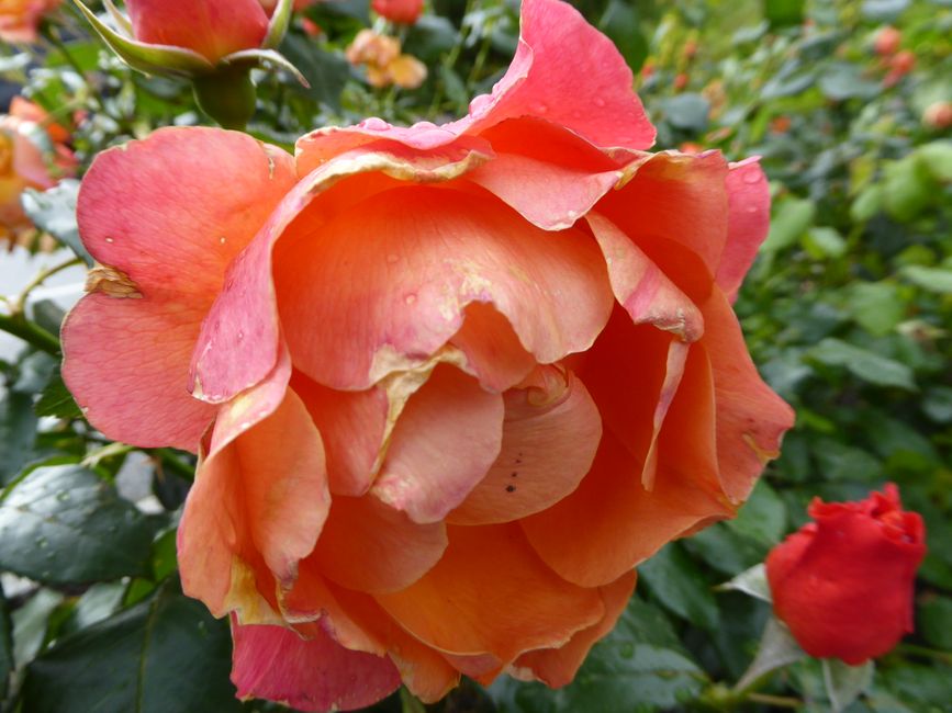 Rose in Molde