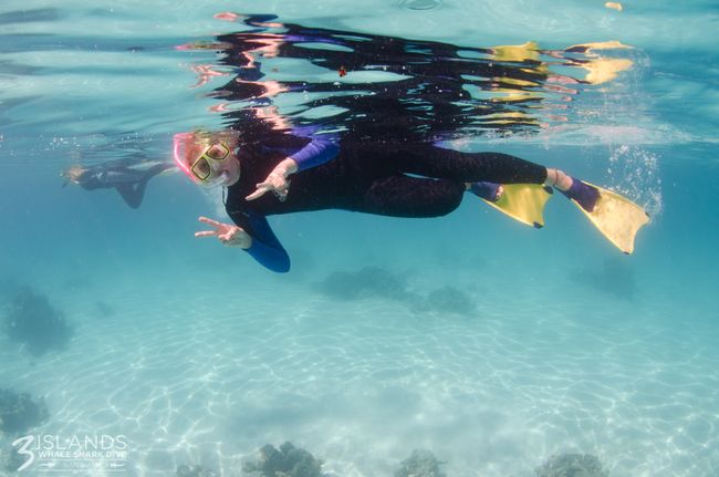 Swimming with the world's largest fish