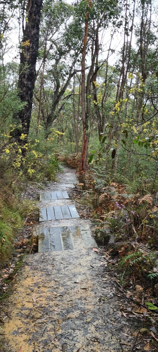 Day 10+11 - The Grampians, kangaroos with joeys