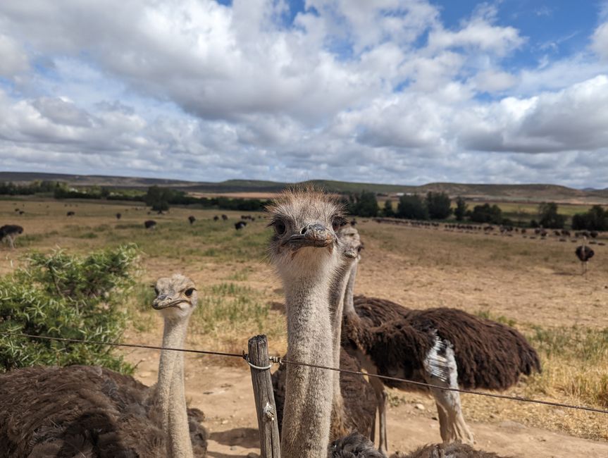 D'Oudtshoorn à Hermanus - avec un détour dans le 'Midwest'