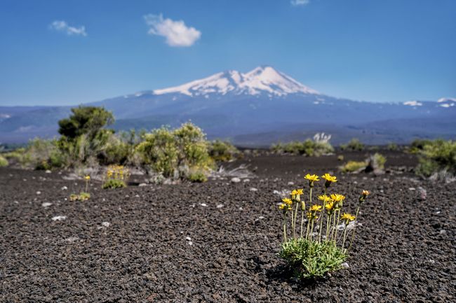 Vulkan Llama, der aktivste Vulkan Chiles