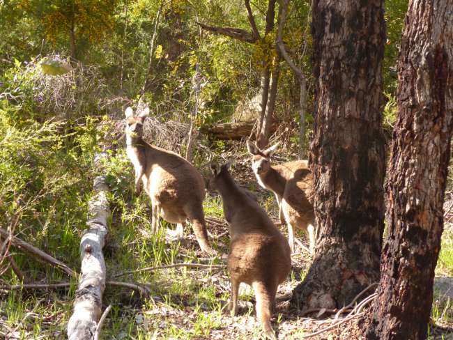 Kangaroos are not shy...