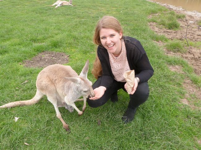 Kangaroos cuddle on Phillip Island