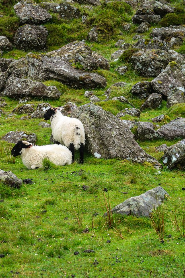 Schafe überall
