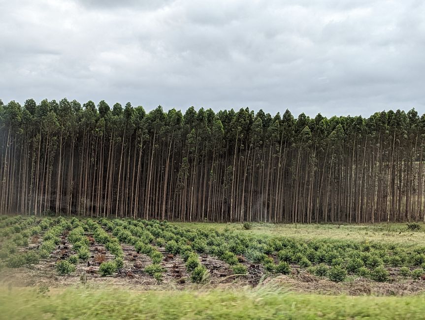 Kilometerlange Holz(Industrie)?