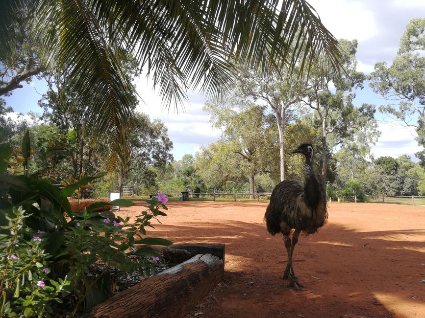 Emu auf Patrouille