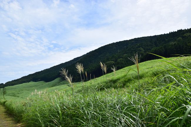 Suzuki grass at Sengoku