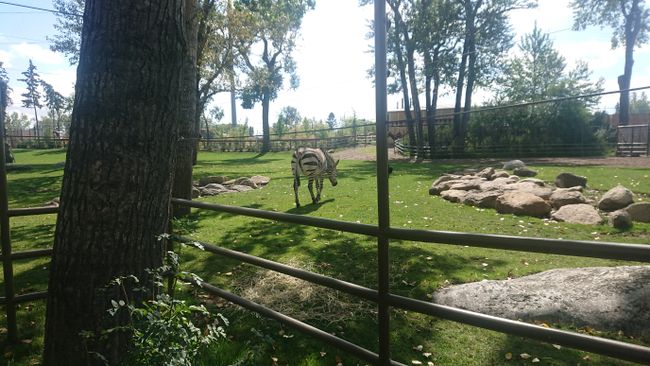 Zoo Calgary