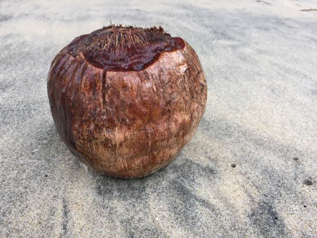 Coconut 😬