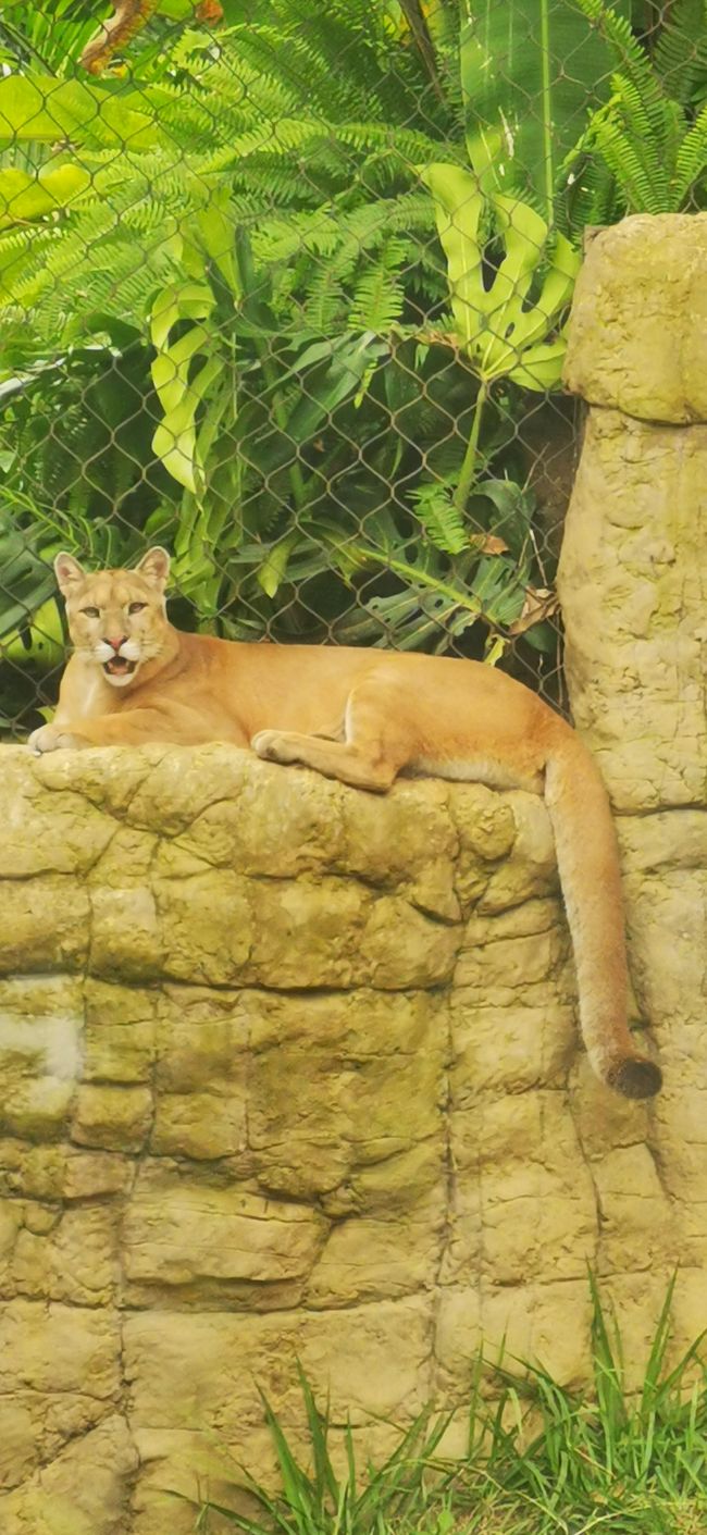 Puma - Weibchen