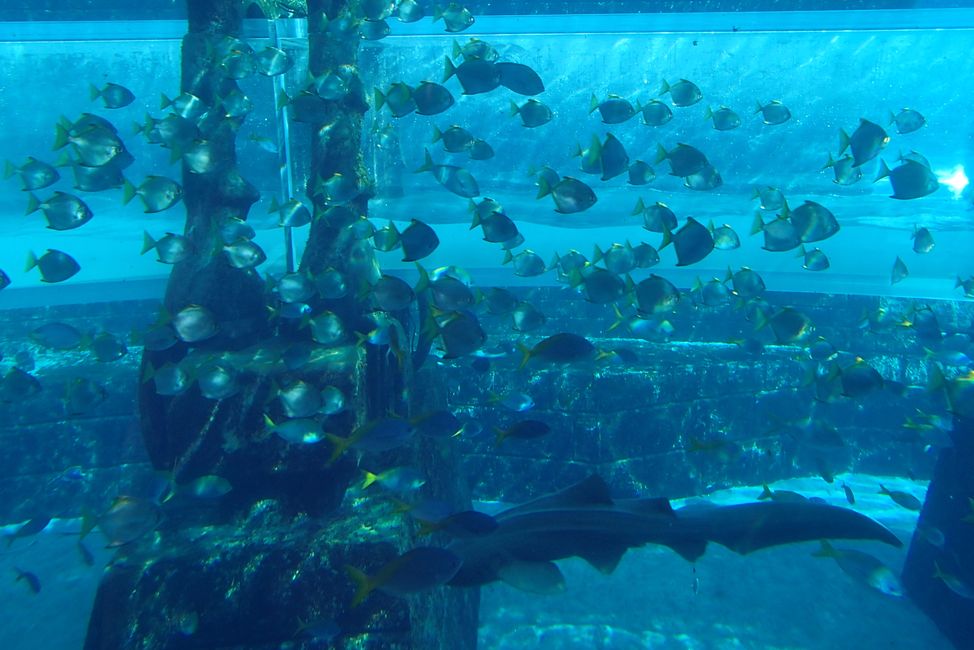Neptune Tower Aquarium & Shark Attack Slide