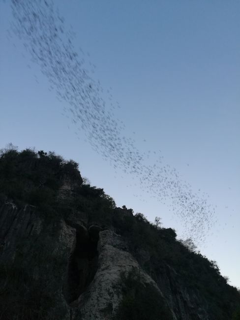 Bat Caves 