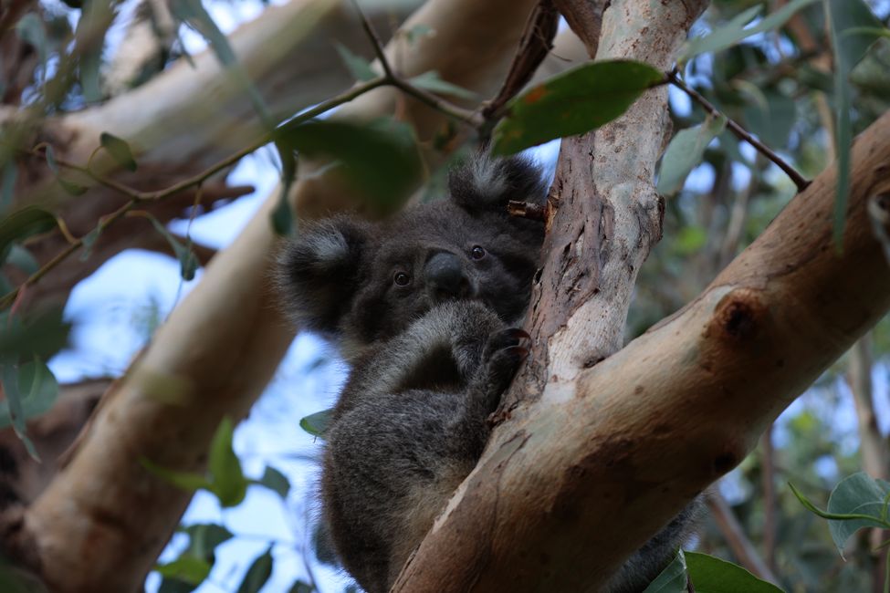 Koala Teenager at Kangaroo Island
