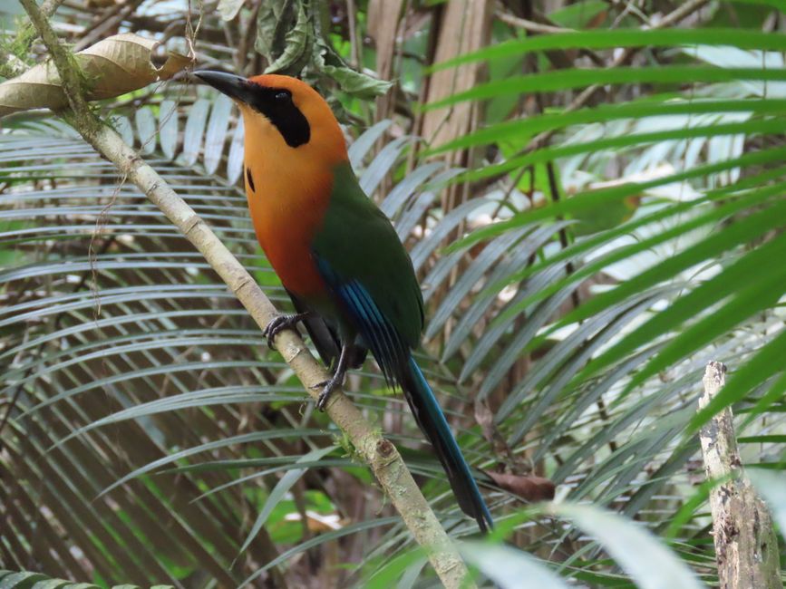גמבואה - גן עדן מוחלט לציפורים