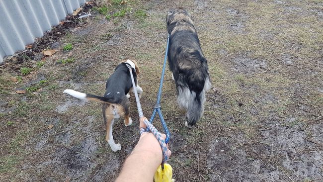 20.05.2019: Since last weekend, Bilbo, the dachshund, is back here. So I took a walk with both of them. It was much more difficult with two, especially when they both have their own mind and run in different directions.