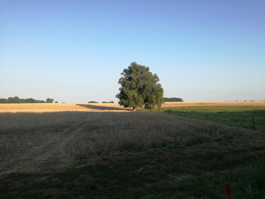 Ein großer Baum, vermutlich eine Eiche