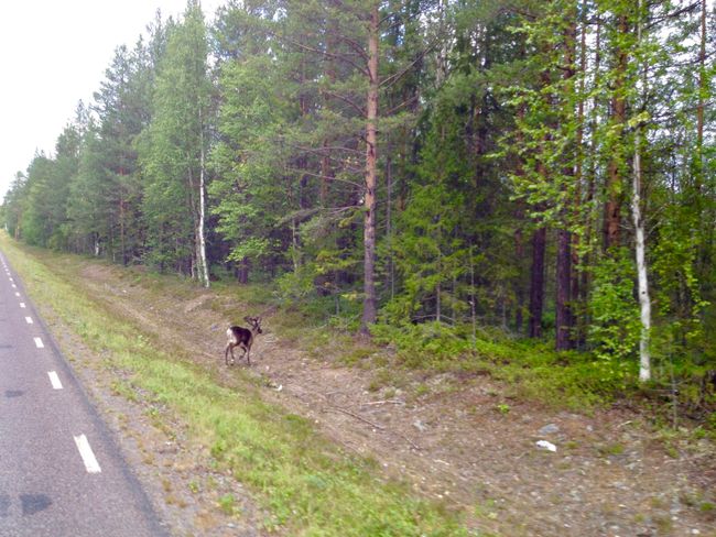 Reindeer at the Arctic Circle - August 16th