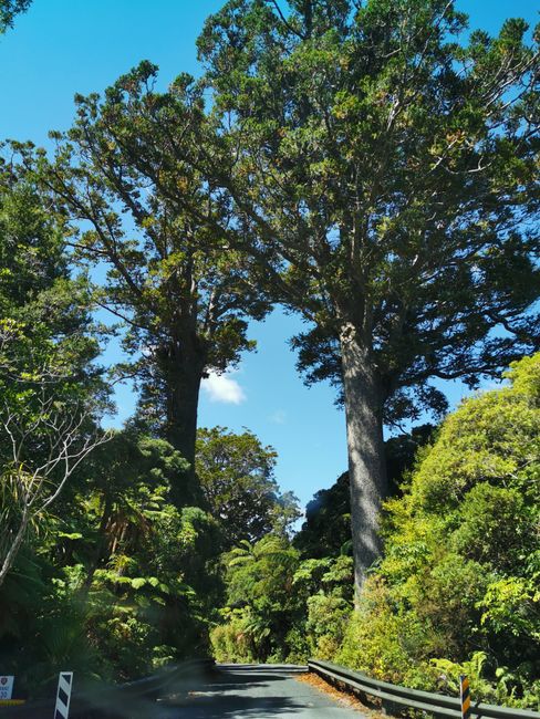 Bosque de Uretiti-Waipu-Tinopai