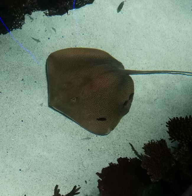 Baltimore-aquarium