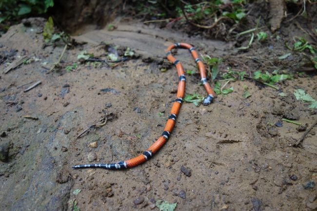Dead coral snake on the track