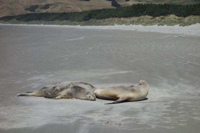 Otago Peninsula - Seals at the beach