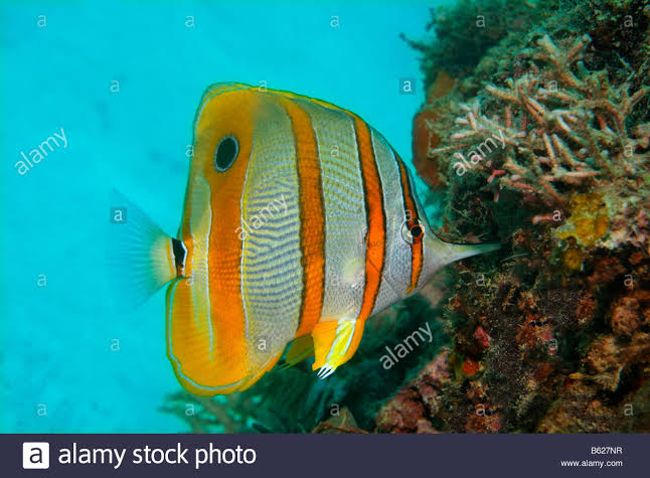 Schnabelkorallenfisch