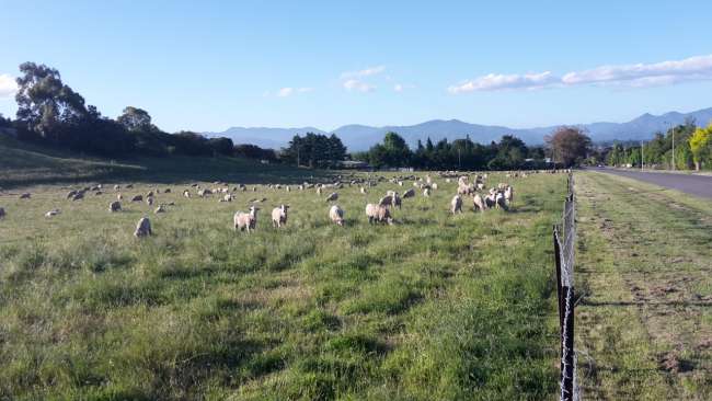 a flock of sheep in the Farm Park
