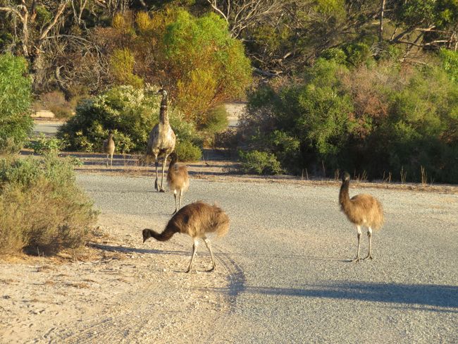 Emu family taking a walk on the camp site in the morning