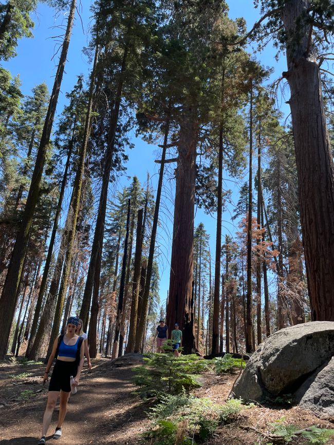 Sequoia mpe Kings Canyon