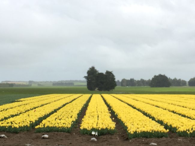 Tulpenfeld im Regen