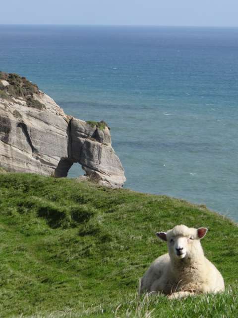 Im nächsten Leben bin ich ein Schaf in Neuseeland...
