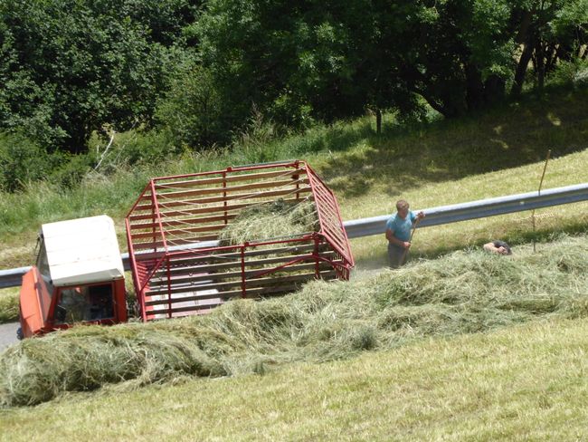 The second week: Quite a lot of hay