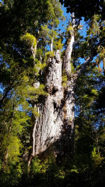Day 3: Ruakaka - Waipoua Forest