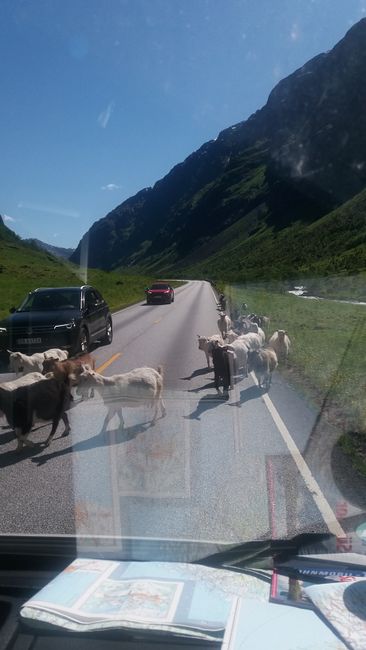 Goats crossing the path