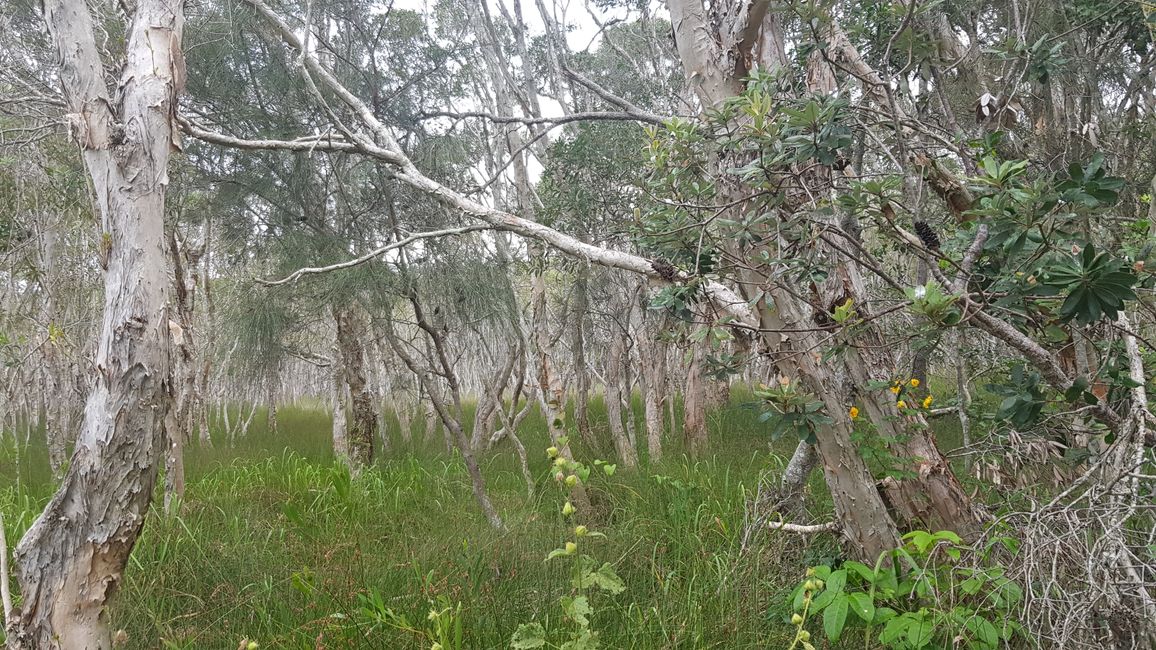 ein Sumpf am Campingplatz, als Natur Reserve geschützt