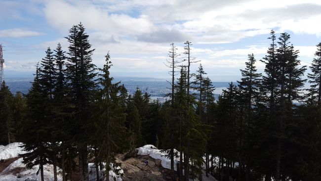 North Vancouver - Montagna Grouse