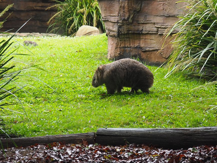 Ein fotoscheues Wombat...