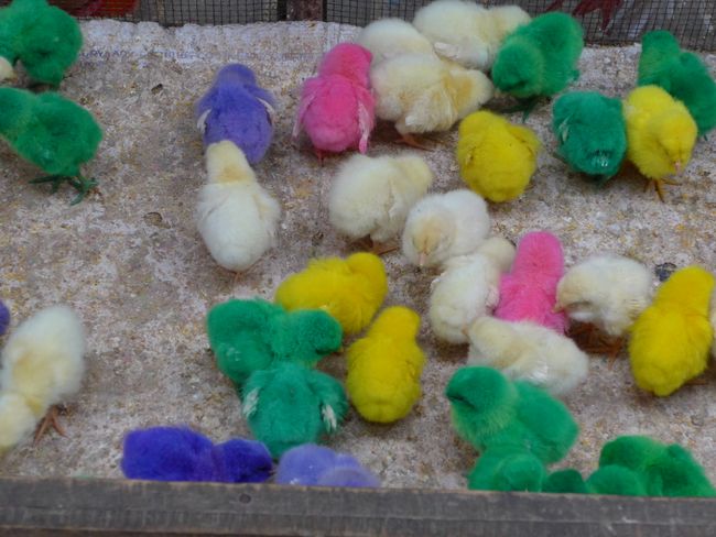 colored chicks