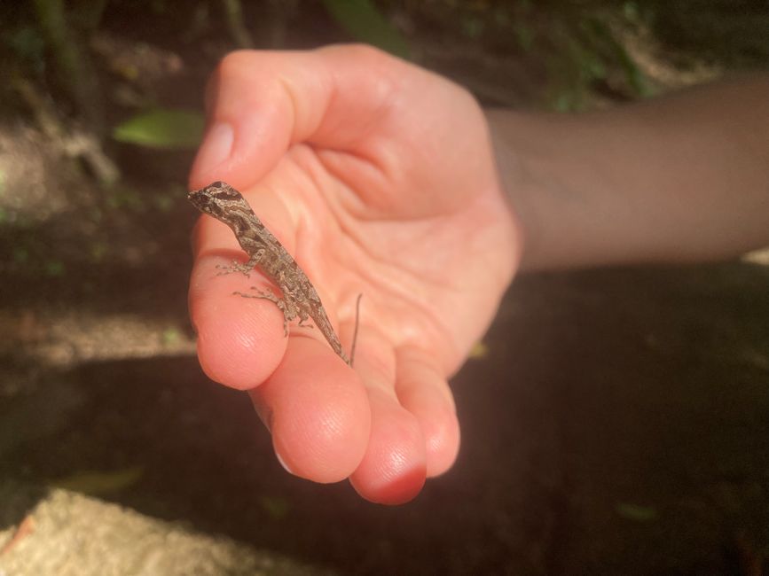 Mini lizard. Weighs nothing :)