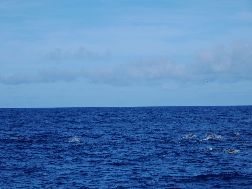 Obserwowanie wielorybów