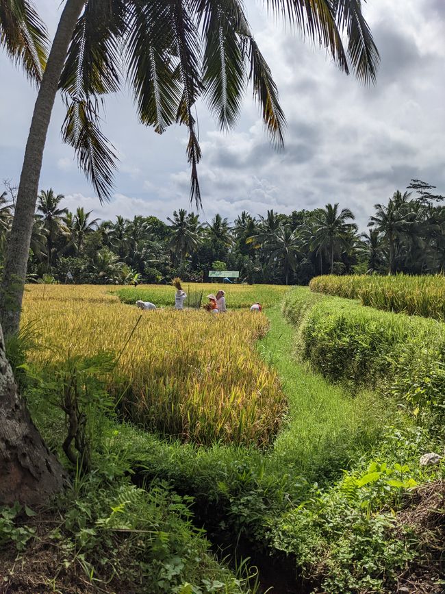 Arbeiter auf den Reisfeldern