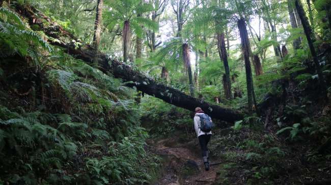 Taupo .... the fate mountain must wait