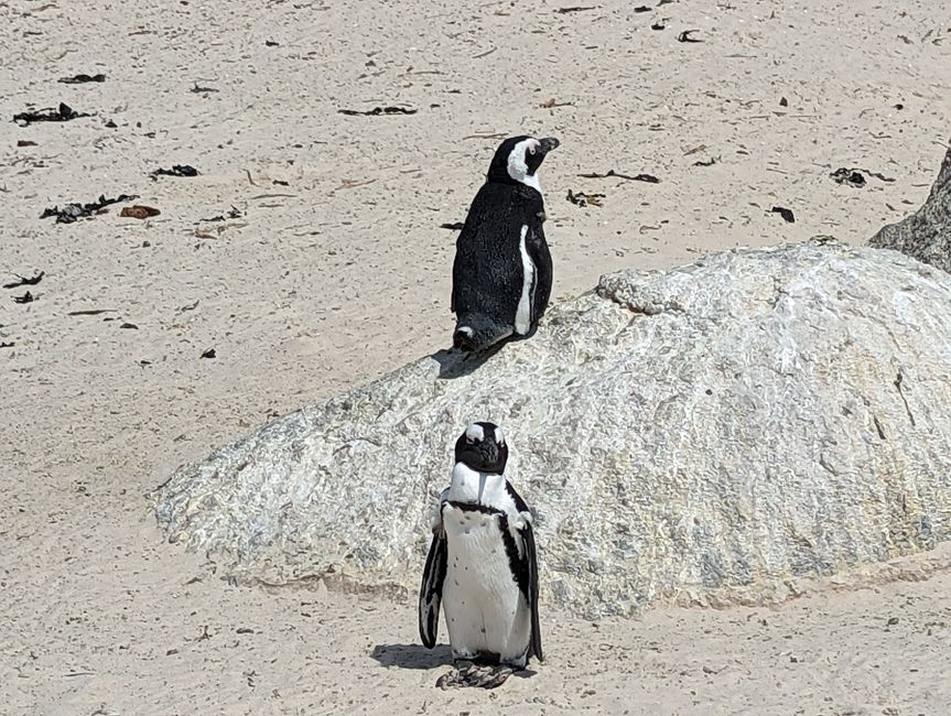 Cape Point Route 165 km