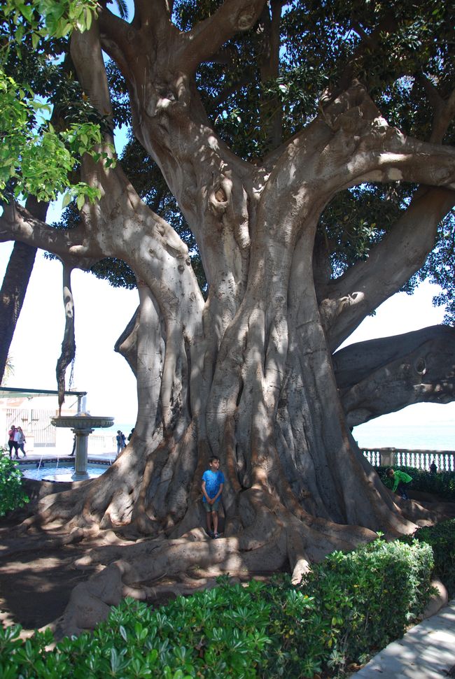 Ein Riesenbaum